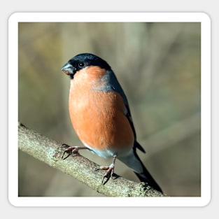 Male bullfinch Sticker